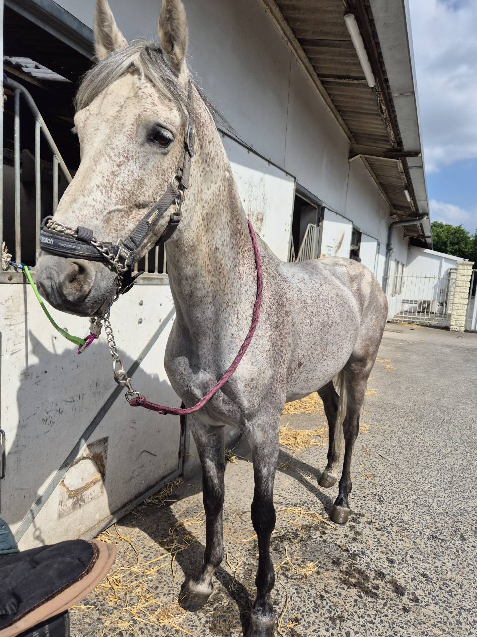Stallone PRE Andaluso In vendita 2014 Grigio ,  DESEO VI