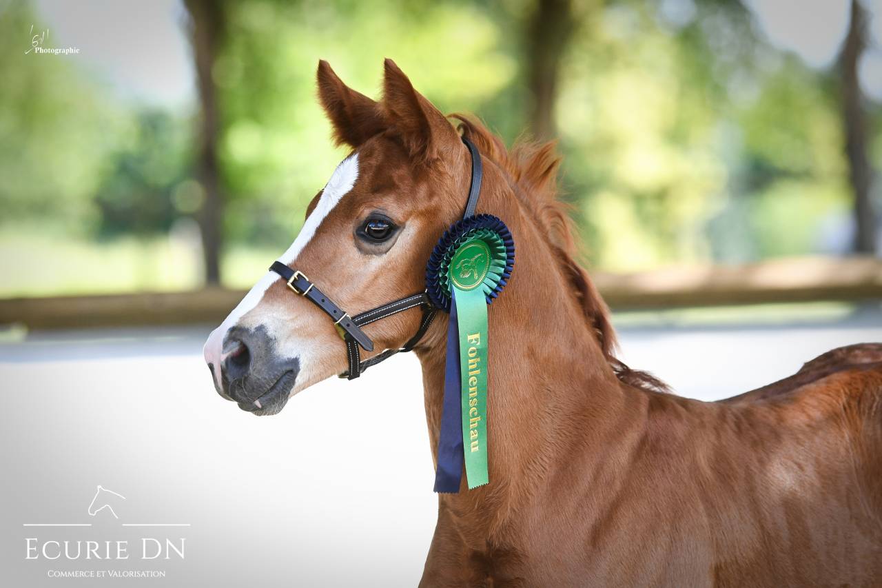 Puledro Hanovrien In vendita 2025 Sauro ,  Vjento