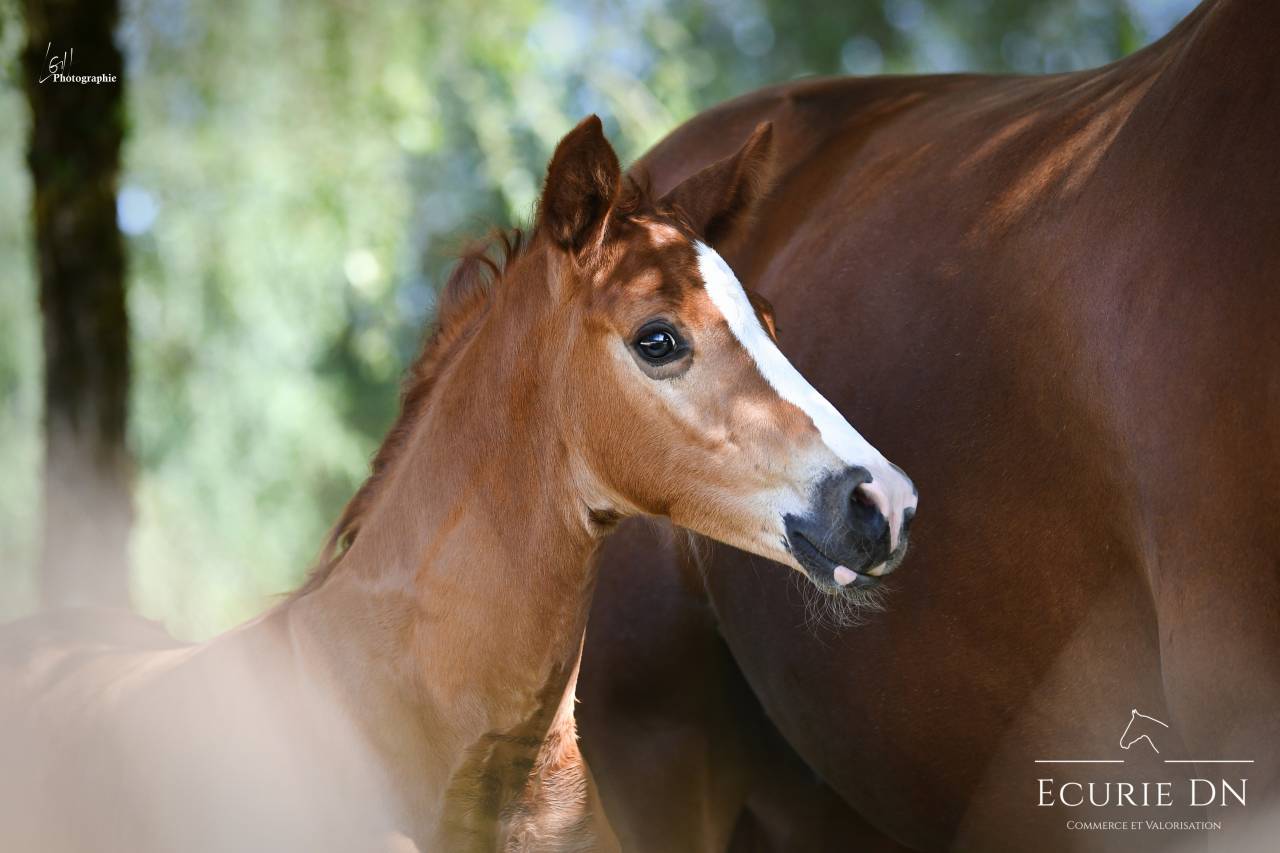 Puledro Hanovrien In vendita 2025 Sauro ,  Vjento