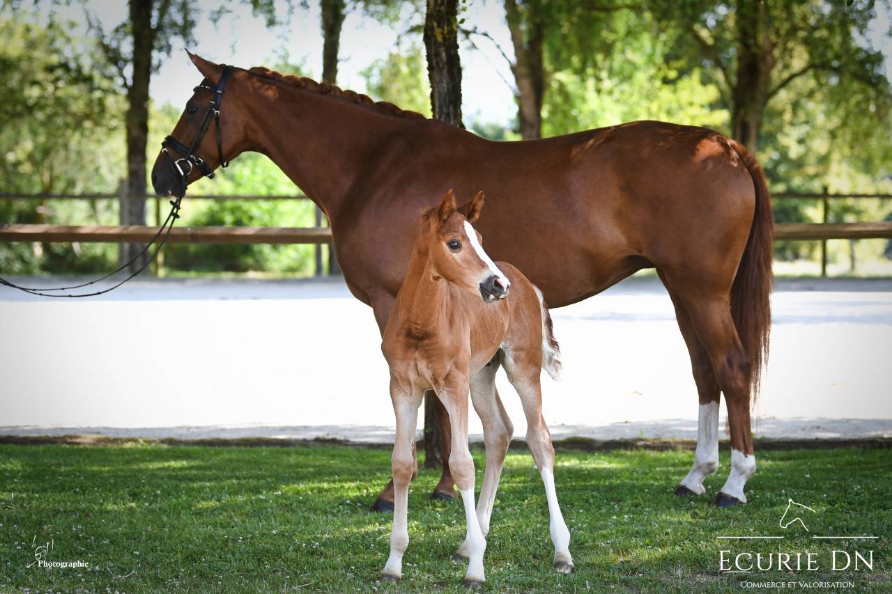 Puledro Hanovrien In vendita 2025 Sauro ,  Vjento