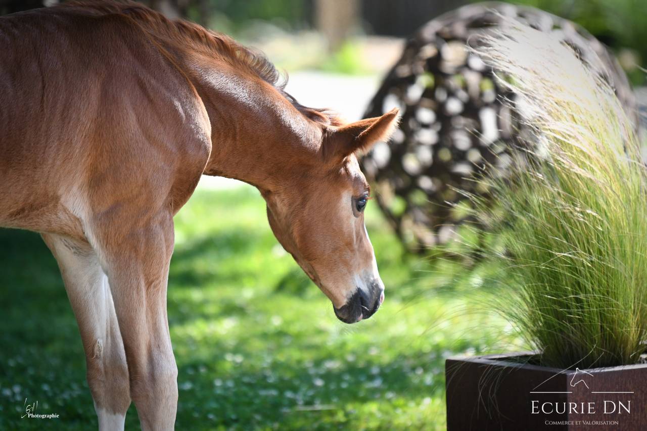 Puledro Hanovrien In vendita 2025 Sauro ,  Vjento