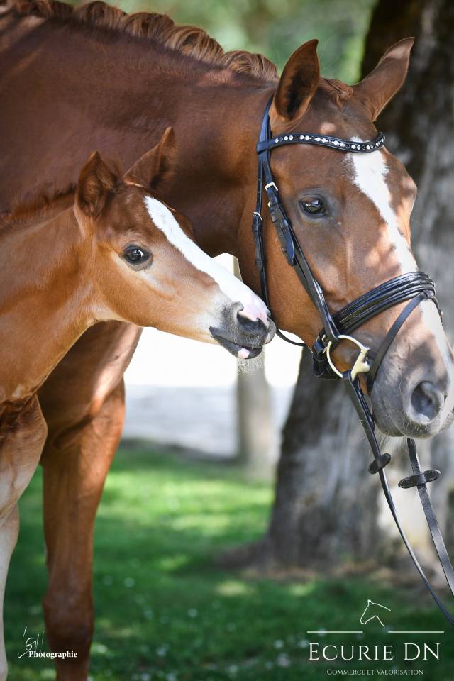 Puledro Hanovrien In vendita 2025 Sauro ,  Vjento