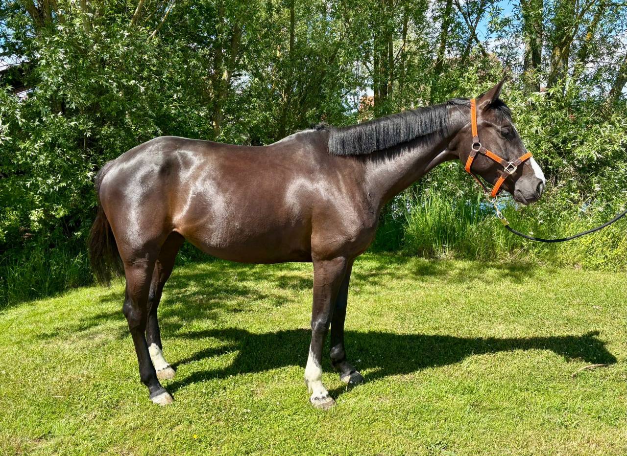 Cavalla Sella Francese In vendita 2020 Baio scuro ,  BALOU DU ROUET