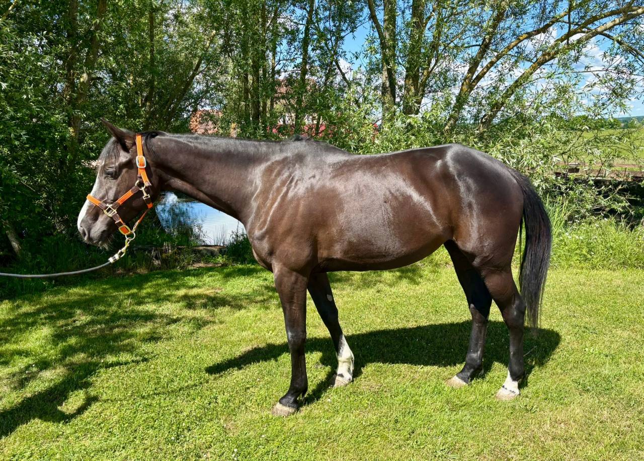 Cavalla Sella Francese In vendita 2020 Baio scuro ,  BALOU DU ROUET