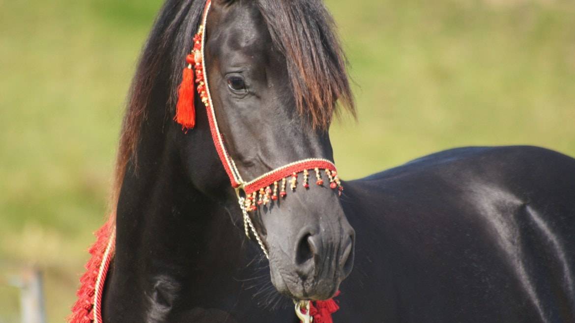 Stallone Purosangue Arabo In vendita 2011 Nero ,   Zaraq El Amir Bwa