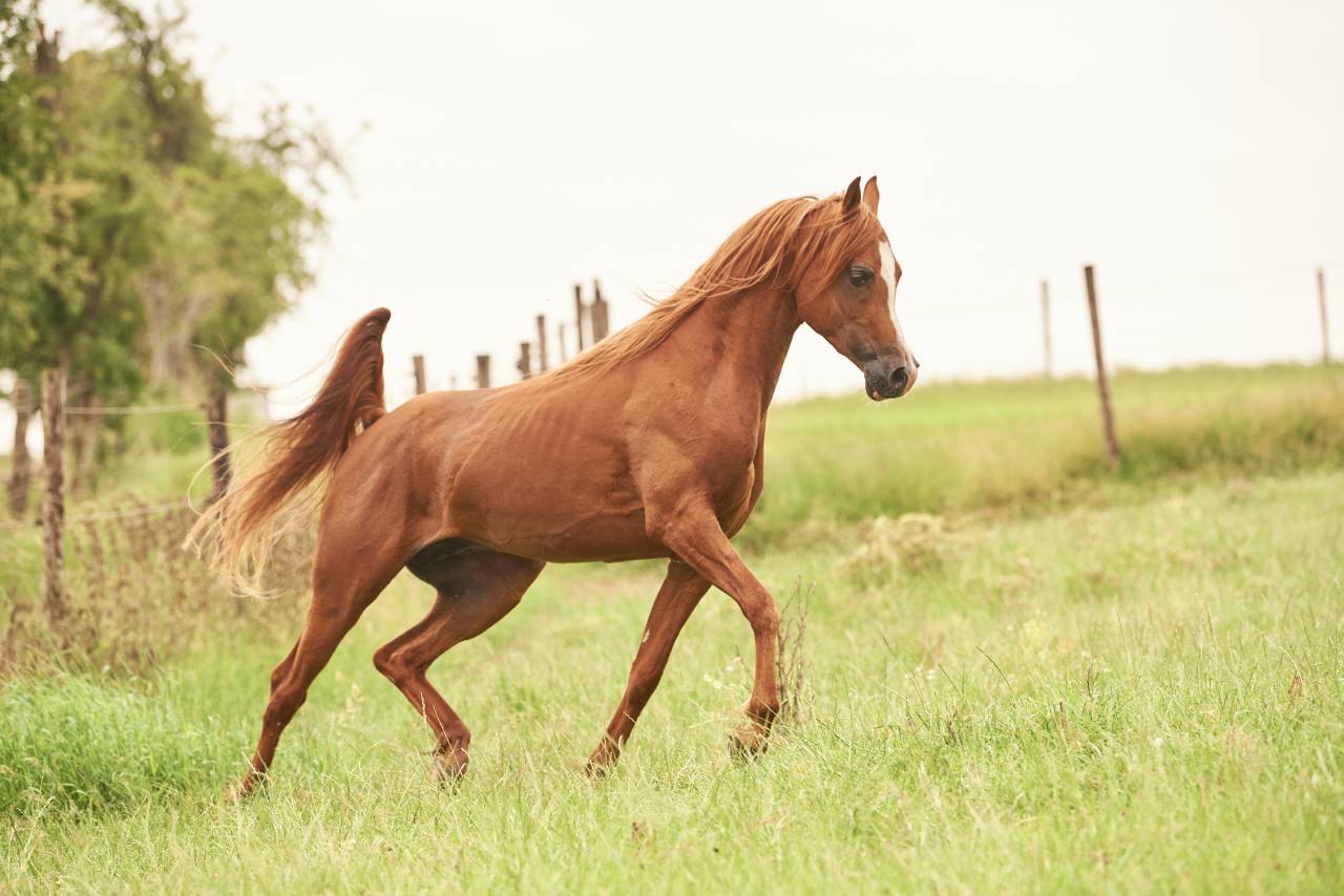 Stallone Purosangue Arabo In vendita 2017 Sauro ,  AZERBEIDJAN