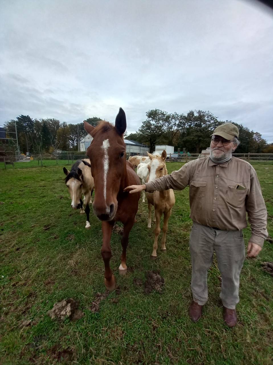 Intero Palomino (Race) In vendita 2009 Palomino