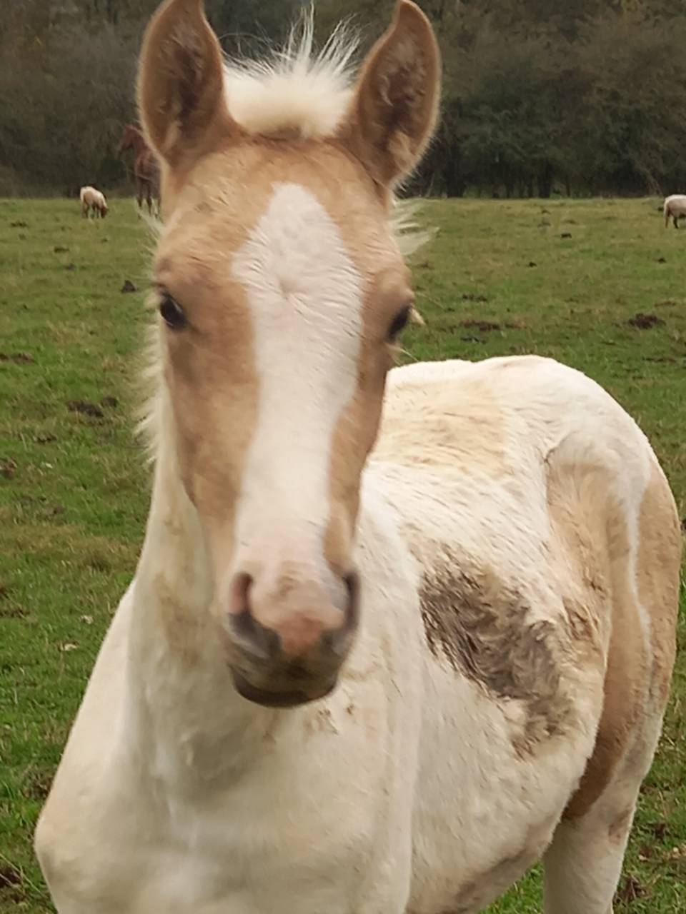 Intero Palomino (Race) In vendita 2009 Palomino
