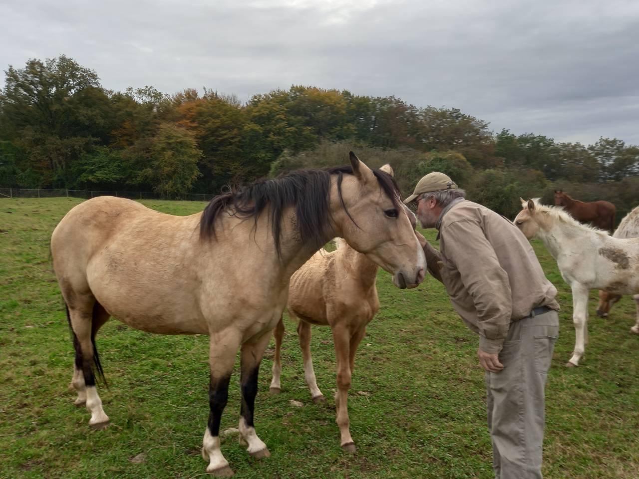 Intero Palomino (Race) In vendita 2009 Palomino