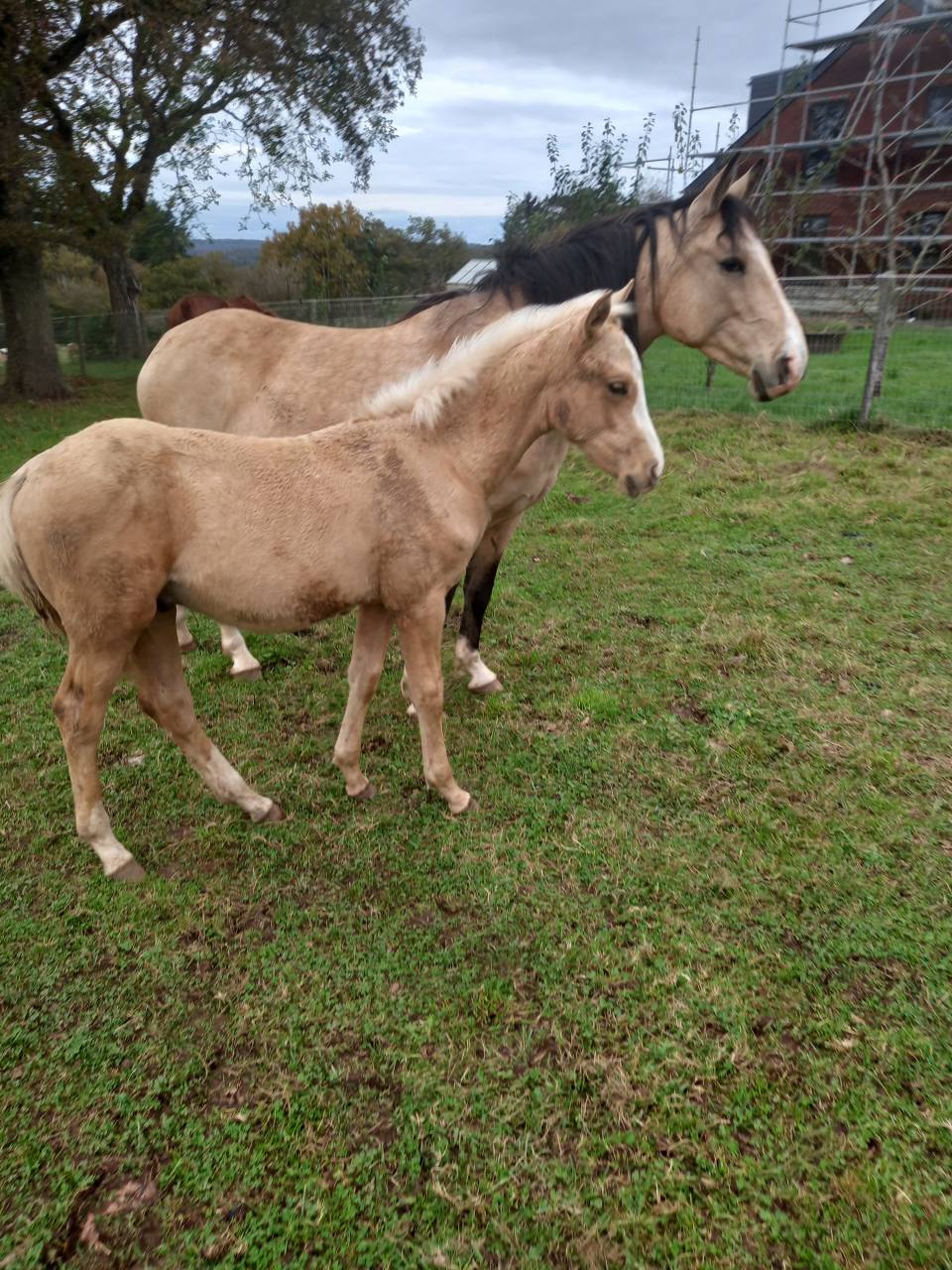 Intero Palomino (Race) In vendita 2009 Palomino