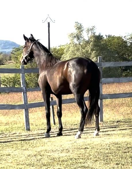 Cavalla KWPN Cavallo da Sport Neerlandese In vendita 2021 Baio ,  Dynamic Dream