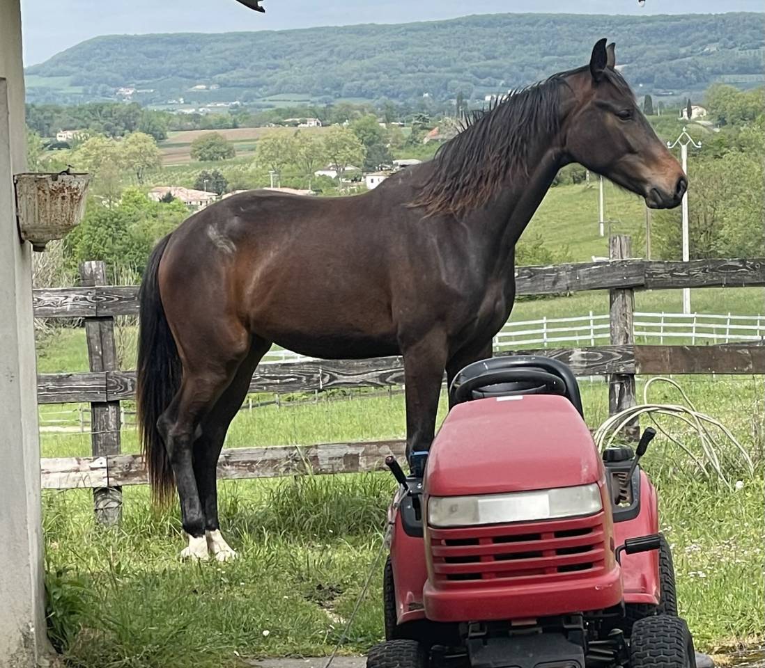 Cavalla KWPN Cavallo da Sport Neerlandese In vendita 2021 Baio ,  Dynamic Dream