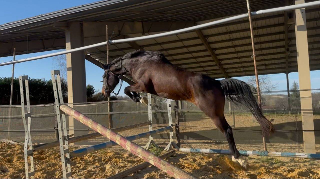 Cavalla KWPN Cavallo da Sport Neerlandese In vendita 2021 Baio ,  Dynamic Dream