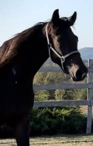 Cavalla KWPN Cavallo da Sport Neerlandese In vendita 2021 Baio ,  Dynamic Dream