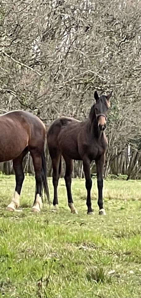 Cavalla KWPN Cavallo da Sport Neerlandese In vendita 2021 Baio ,  Dynamic Dream