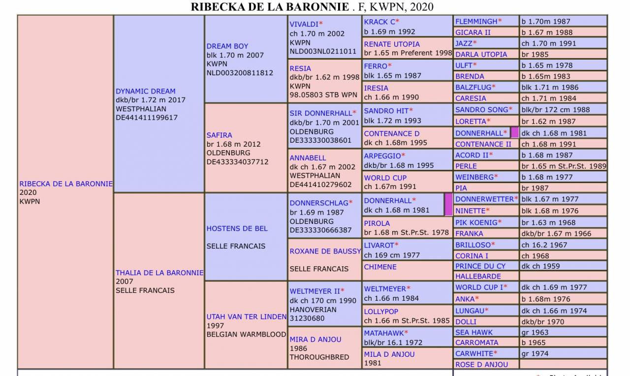 Cavalla KWPN Cavallo da Sport Neerlandese In vendita 2021 Baio ,  Dynamic Dream