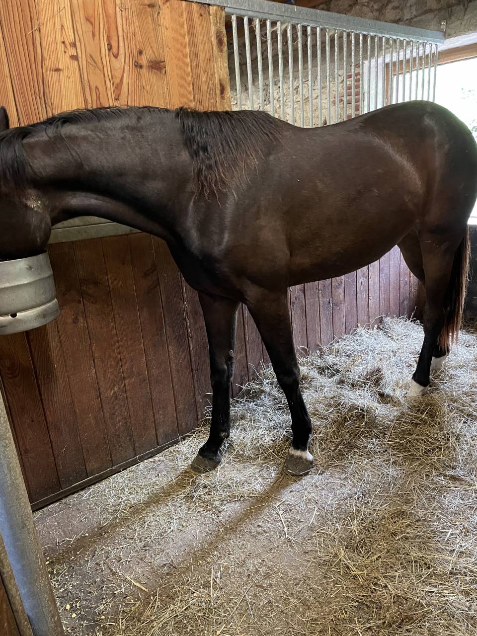 Cavalla KWPN Cavallo da Sport Neerlandese In vendita 2021 Baio ,  Dynamic Dream