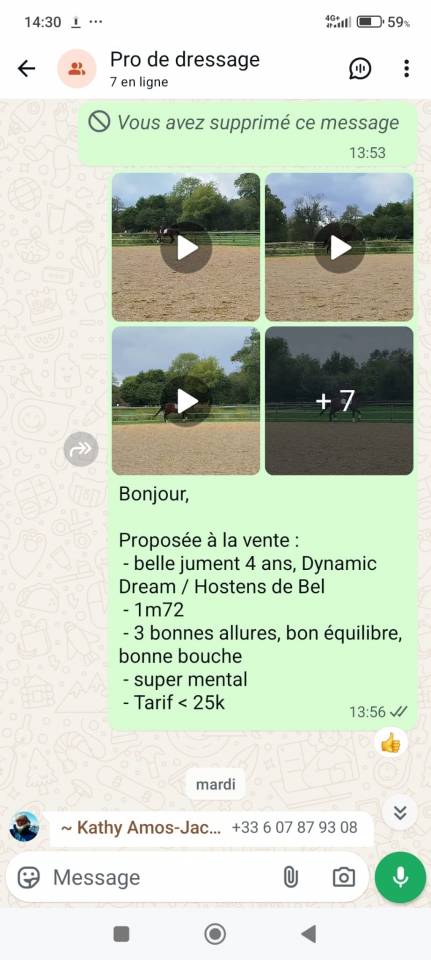 Cavalla KWPN Cavallo da Sport Neerlandese In vendita 2021 Baio ,  Dynamic Dream