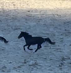 Cavalla KWPN Cavallo da Sport Neerlandese In vendita 2021 Baio ,  Dynamic Dream