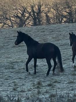 Cavalla KWPN Cavallo da Sport Neerlandese In vendita 2021 Baio ,  Dynamic Dream