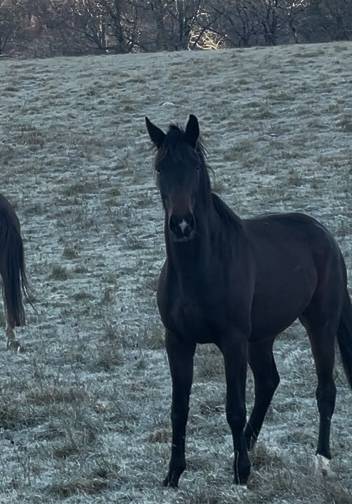 Cavalla KWPN Cavallo da Sport Neerlandese In vendita 2021 Baio ,  Dynamic Dream