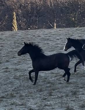 Cavalla KWPN Cavallo da Sport Neerlandese In vendita 2021 Baio ,  Dynamic Dream