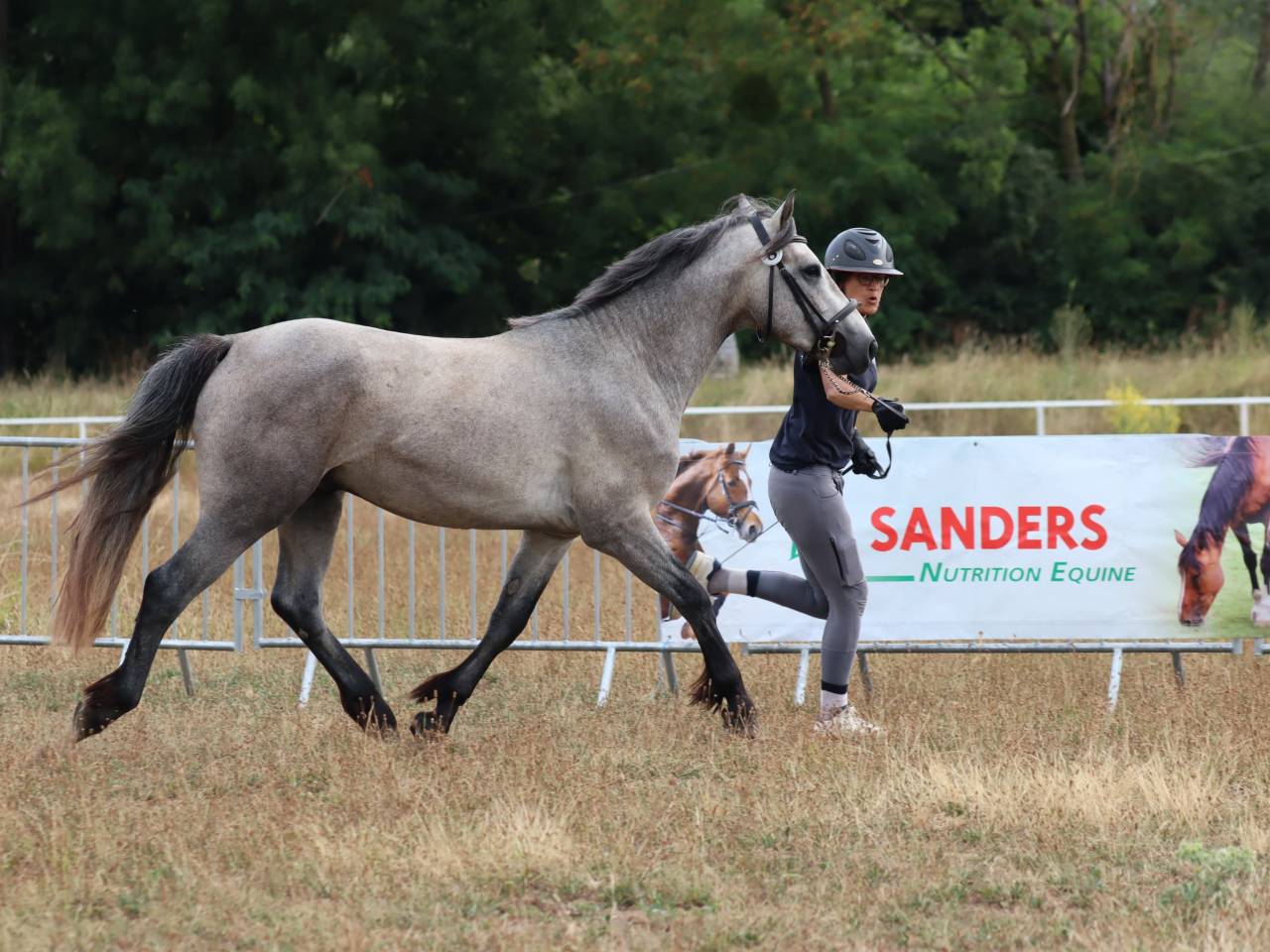 Intero Connemara In vendita 2022 Grigio ,  Folk’n rock Rhapsody