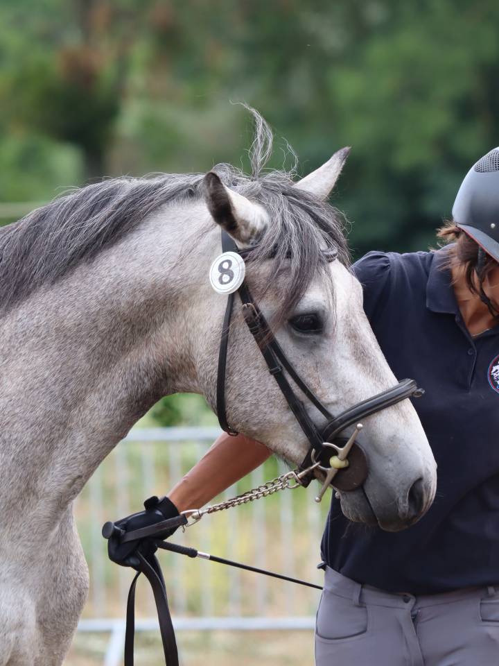 Intero Connemara In vendita 2022 Grigio ,  Folk’n rock Rhapsody