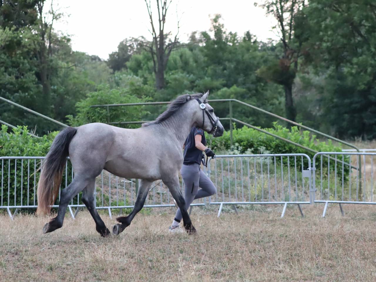Intero Connemara In vendita 2022 Grigio ,  Folk’n rock Rhapsody