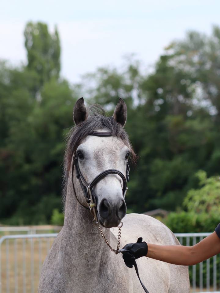 Intero Connemara In vendita 2022 Grigio ,  Folk’n rock Rhapsody