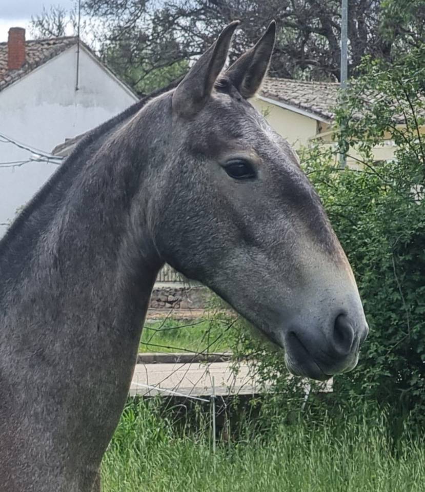 Cavalla Lusitano In vendita 2022 Grigio