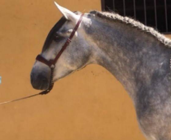 Intero PRE Andaluso In vendita 2018 Grigio