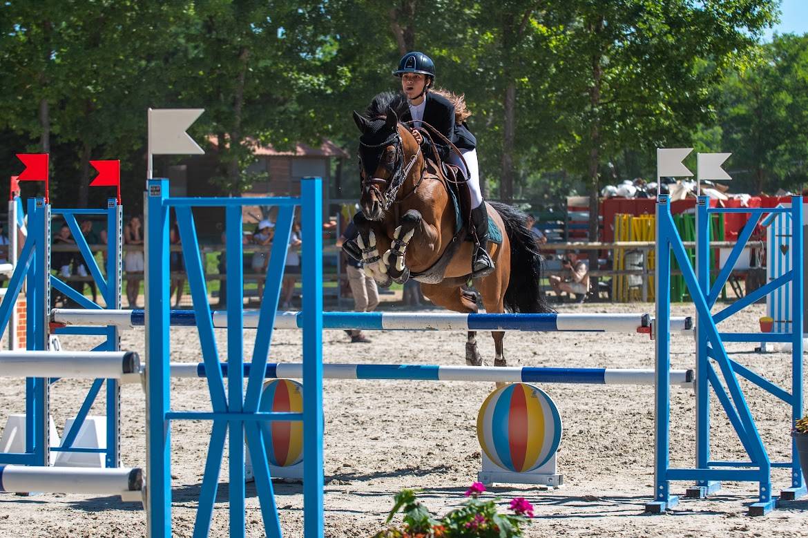 Castrone PFS Pony Francese da Sella In vendita 2000 Baio