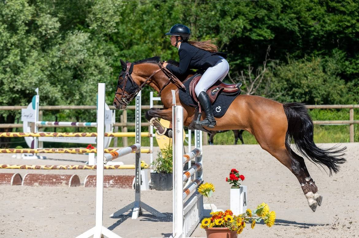 Castrone PFS Pony Francese da Sella In vendita 2000 Baio