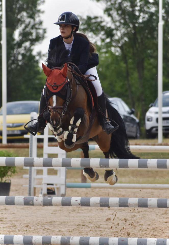 Castrone PFS Pony Francese da Sella In vendita 2000 Baio