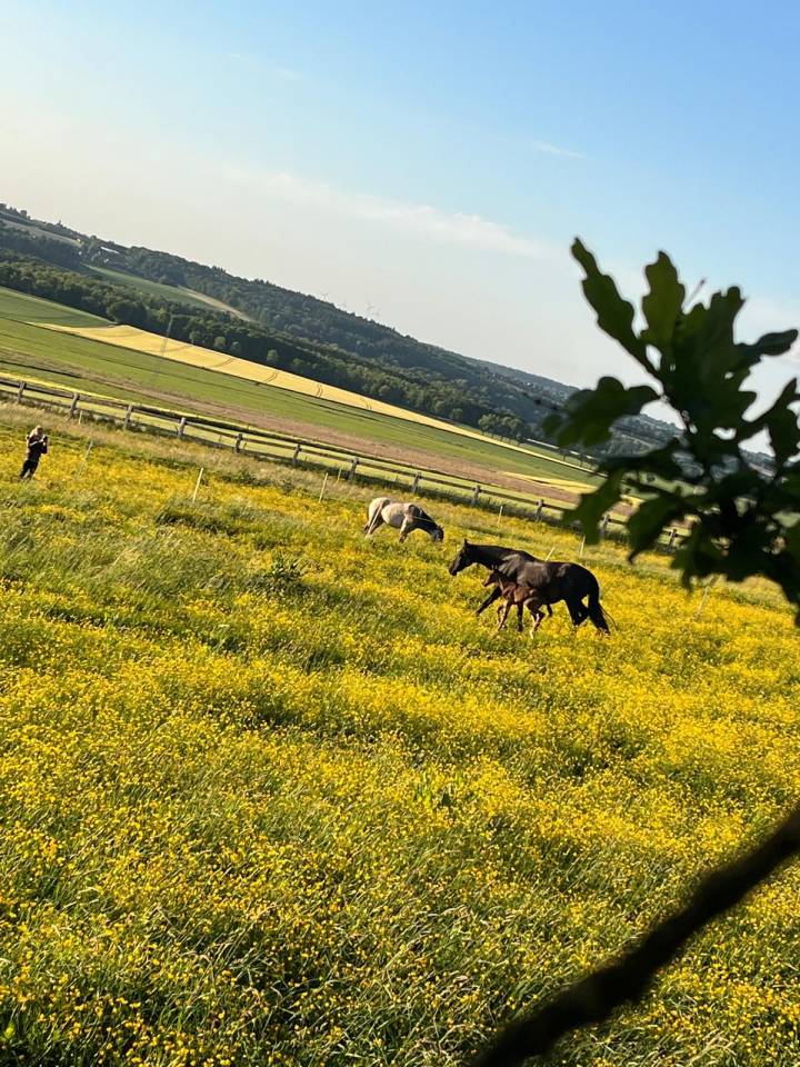 Puledro Lusitano In vendita 2025 Baio scuro ,  Prestigio