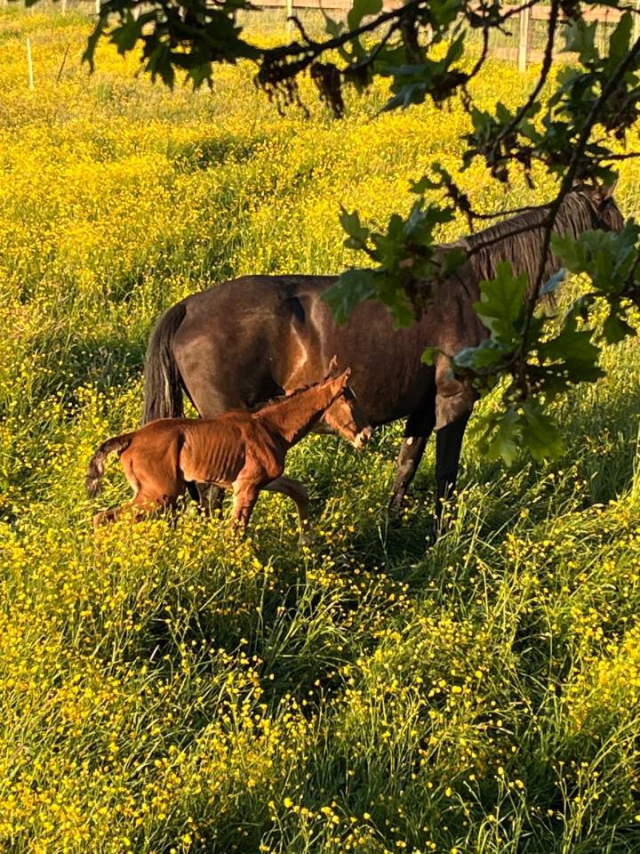 Puledro Lusitano In vendita 2025 Baio scuro ,  Prestigio
