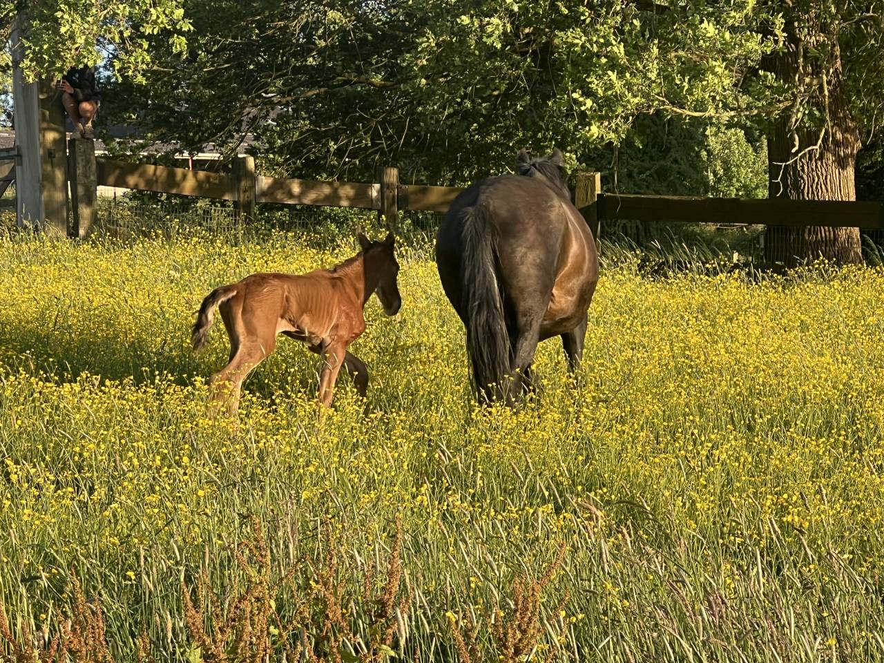 Puledro Lusitano In vendita 2025 Baio scuro ,  Prestigio
