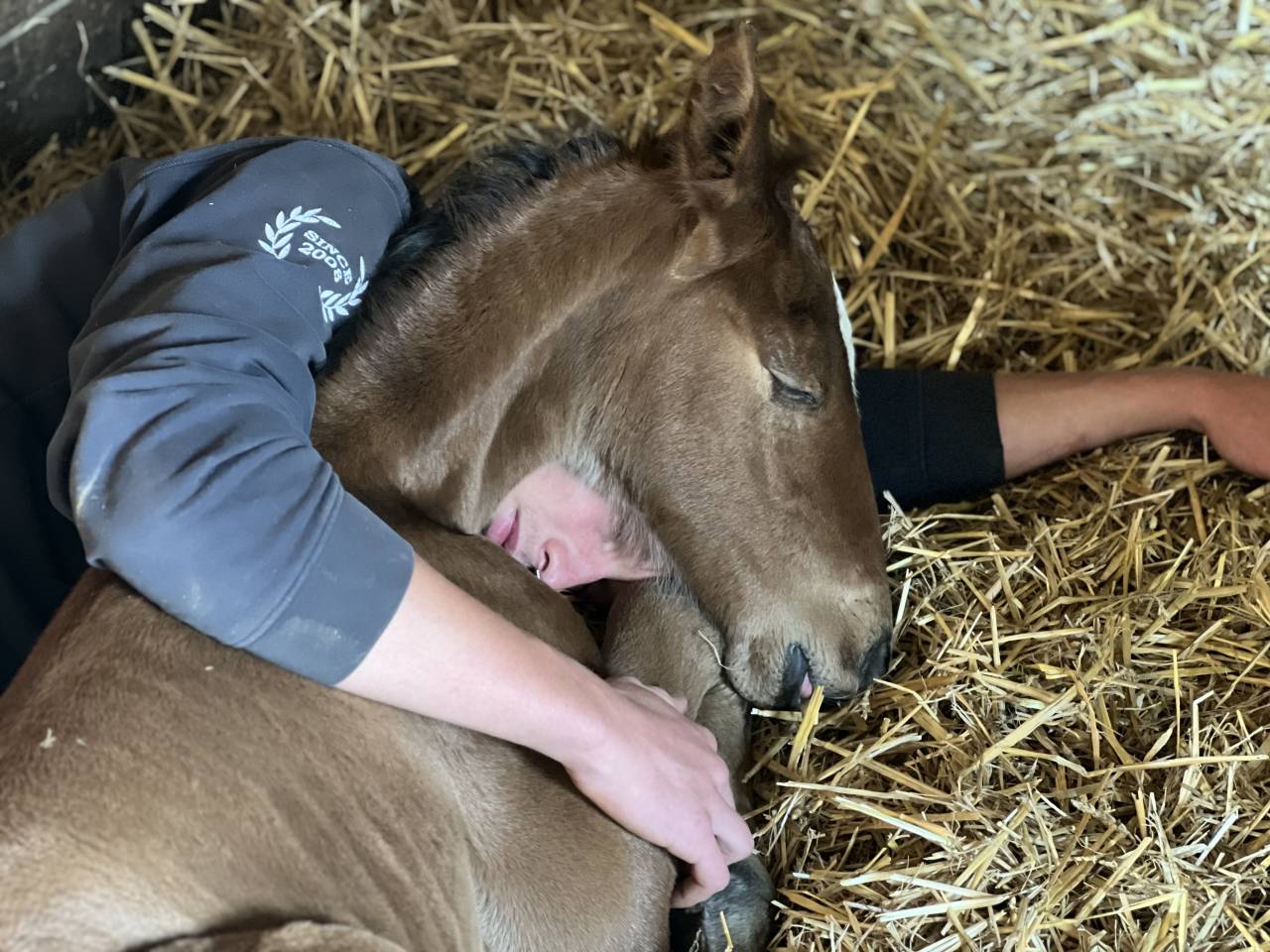 Puledro Lusitano In vendita 2025 Baio scuro ,  Prestigio