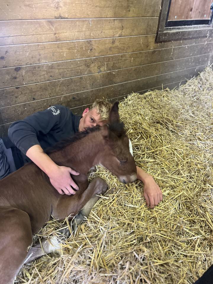 Puledro Lusitano In vendita 2025 Baio scuro ,  Prestigio