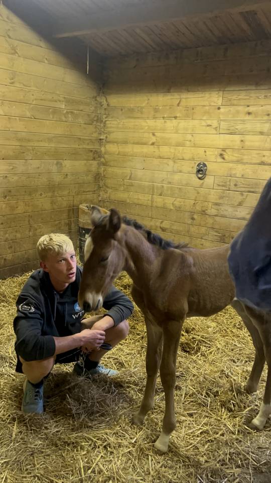 Puledro Lusitano In vendita 2025 Baio scuro ,  Prestigio