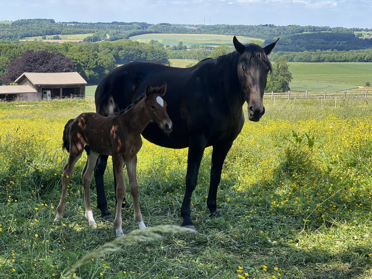Puledro Lusitano In vendita 2025 Baio scuro ,  Prestigio