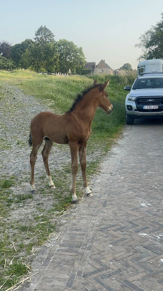 Puledro Lusitano In vendita 2025 Baio scuro ,  Prestigio