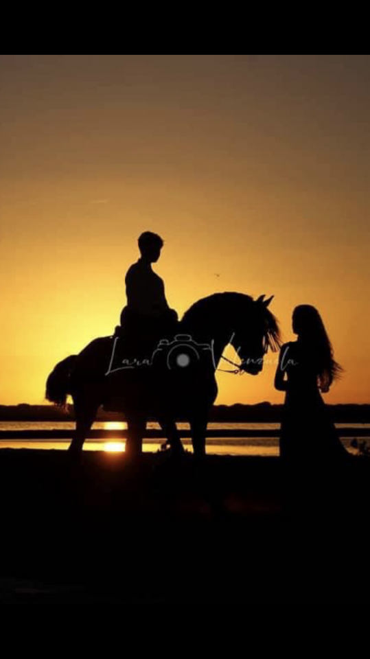 Puledro Lusitano In vendita 2025 Baio scuro ,  Prestigio