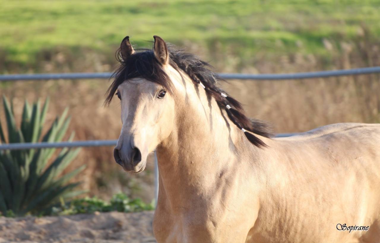 Puledro Lusitano In vendita 2025 Baio scuro ,  Prestigio