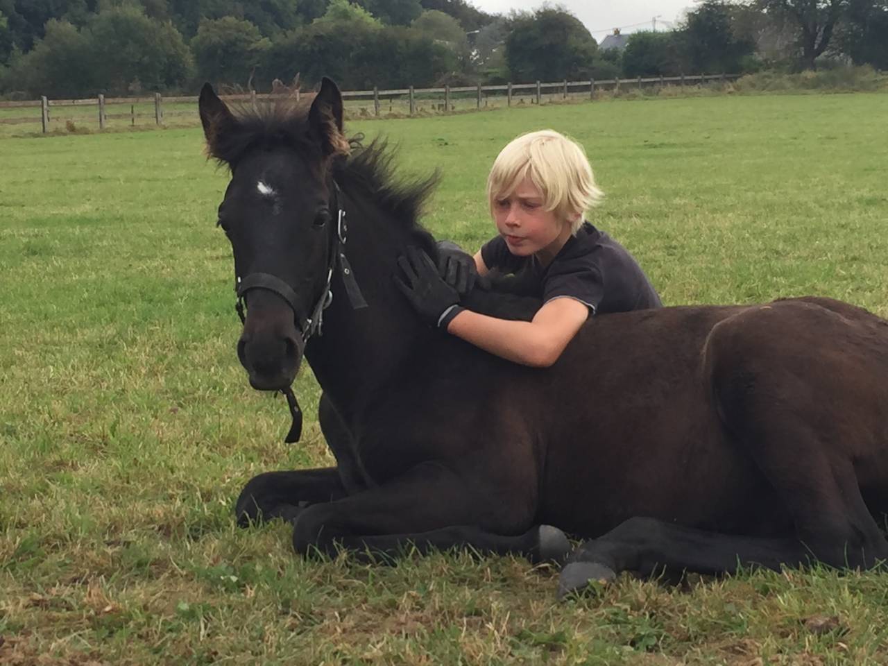 Puledro Lusitano In vendita 2025 Baio scuro ,  Prestigio