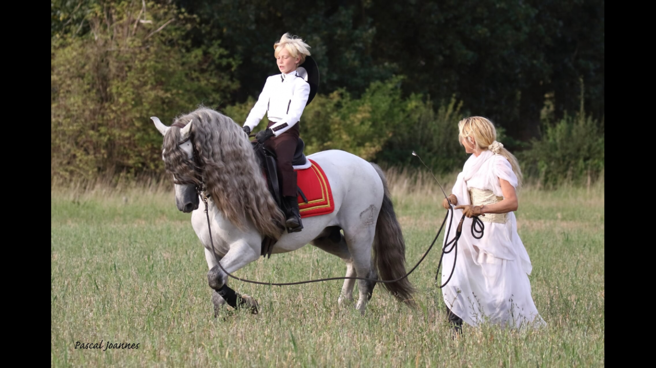 Puledro Lusitano In vendita 2025 Baio scuro ,  Prestigio