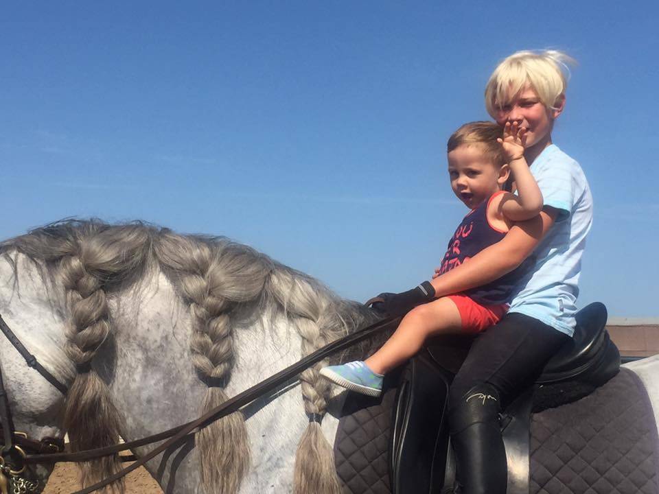 Puledro Lusitano In vendita 2025 Baio scuro ,  Prestigio