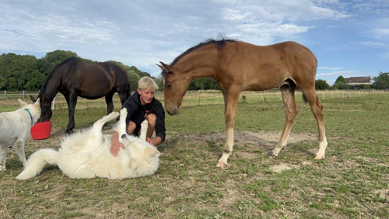 Puledro Lusitano In vendita 2025 Baio scuro ,  Prestigio