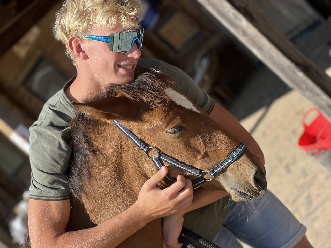 Puledro Lusitano In vendita 2025 Baio scuro ,  Prestigio